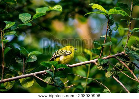 Aegithina Tiphia Yellow Color Perched On A Tree In The Forest
