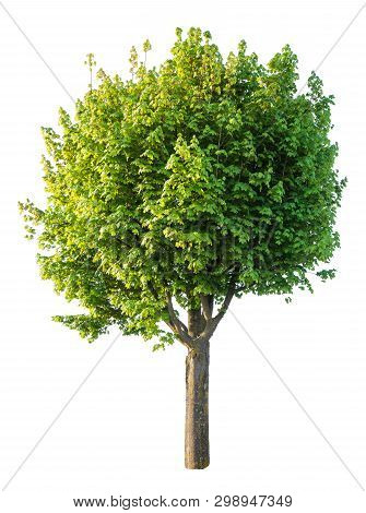 Green Tree Isolated On White Background . Graphic Ressource .
