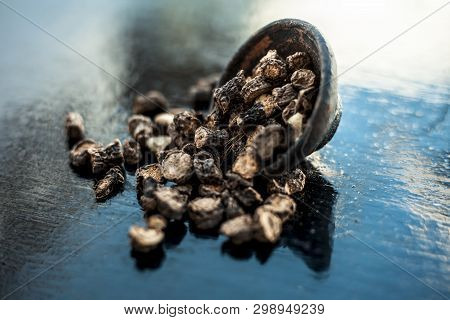 Popular Indian & Asian Ayurvedic Organic Herb Musli Or Chlorophytum Borivilianum Or Curculigo Orchio