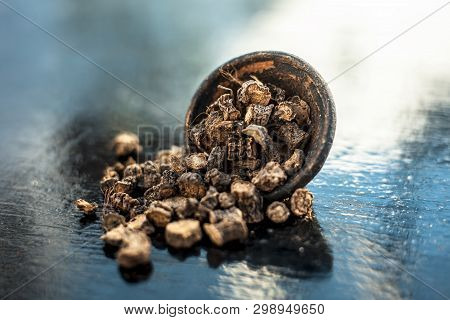 Popular Indian & Asian Ayurvedic Organic Herb Musli Or Chlorophytum Borivilianum Or Curculigo Orchio