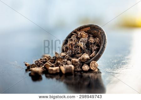 Popular Indian & Asian Ayurvedic Organic Herb Musli Or Chlorophytum Borivilianum Or Curculigo Orchio