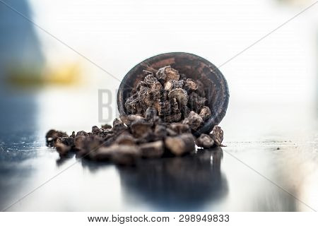 Popular Indian & Asian Ayurvedic Organic Herb Musli Or Chlorophytum Borivilianum Or Curculigo Orchio