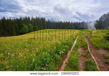 Forest Road Through A Pine Forest And Flowering Meadows