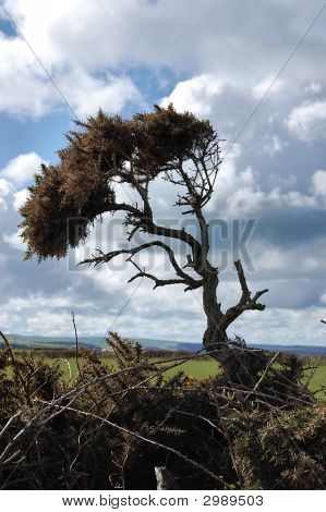 Gorse
