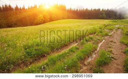 Forest Road Through A Pine Forest And Flowering Meadows