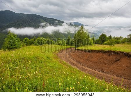 Forest Road Through A Pine Forest And Flowering Meadows