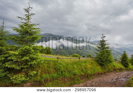 Forest Road Through A Pine Forest And Flowering Meadows