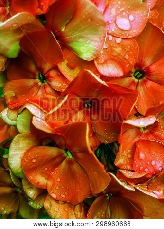 Blossom Pink Phlox After Rain Background Texture