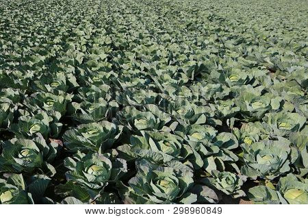 Green Cabbages In A Very Fertile Field With Sandy Soil