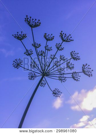 Dry Dill Plant Against Blue Sunset Sky