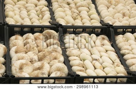 Many Boxes Of White Onions For Sale At Local Market