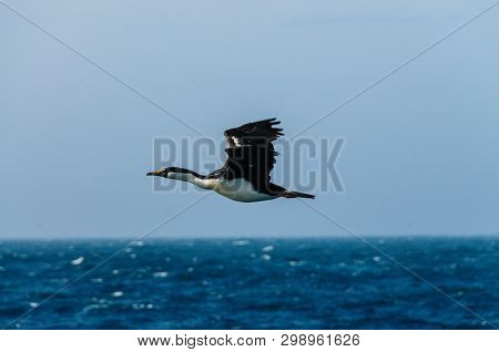 The South Georgian Imperial Shag Is A Black And White Cormorant Native To Many Subantartic Islands. 