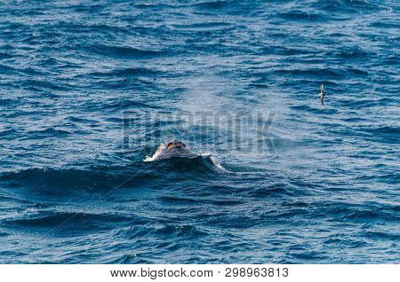 The Blow Hole Of A Southern Right Whale -eubalaena Australis- Surfacing In The South Atlantic Ocean.