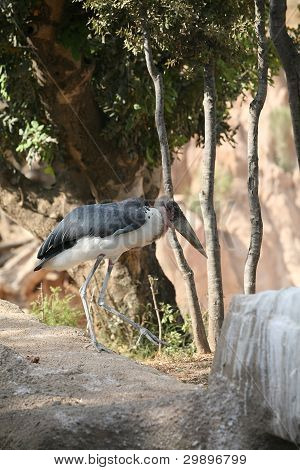 Marabu แอฟริกาใน biopark วาเลนเซีย