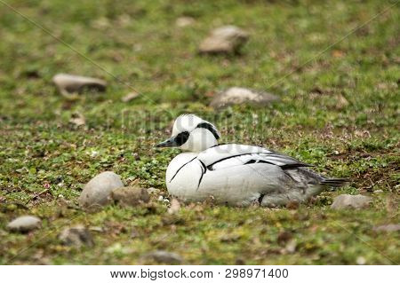 The Smew (mergellus Albellus) Male Duck On The Lake Shore, Green Vegetation In Background, Scene Fro