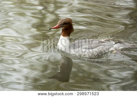 The Common Merganser (mergus Merganser) Male Duck Swimming On The Lake, Clear  Background, Scene Fro