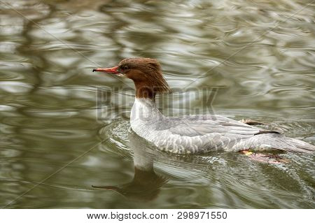 The Common Merganser (mergus Merganser) Male Duck Swimming On The Lake, Clear  Background, Scene Fro