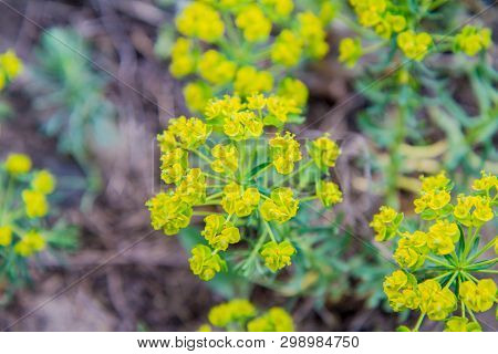 Wood Spurge (euphorbia Amygdaloides) Plant In Close Up