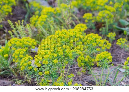 Wood Spurge (euphorbia Amygdaloides) Plant In Close Up