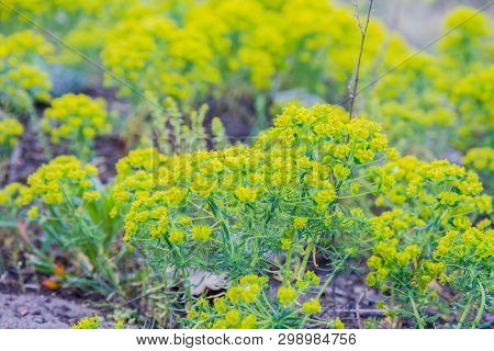 Wood Spurge (euphorbia Amygdaloides) Plant In Close Up
