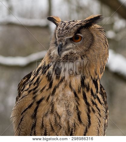 The Long-eared Owl, Asio Otus, Also Known As The Northern Long-eared Owl, Is A Species Of Owl Which 