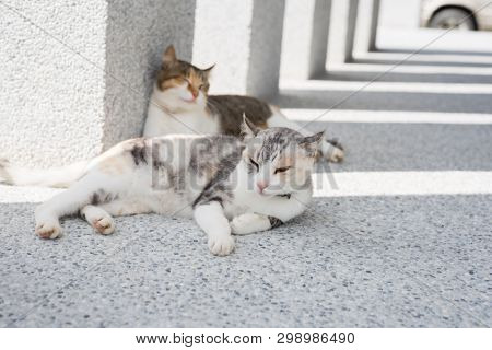 cat sleeping with her daughter at outside