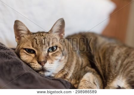 lazy and funny tabby cat stay on a bed at home