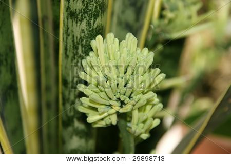虎尾蘭花