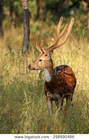 A male spotted deer or chital (Axis axis) in natural habitat, Kanha National Park, India