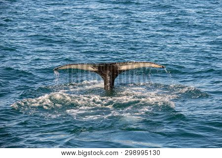 Humpback Whale On Iceland, From Whale Watching Trip