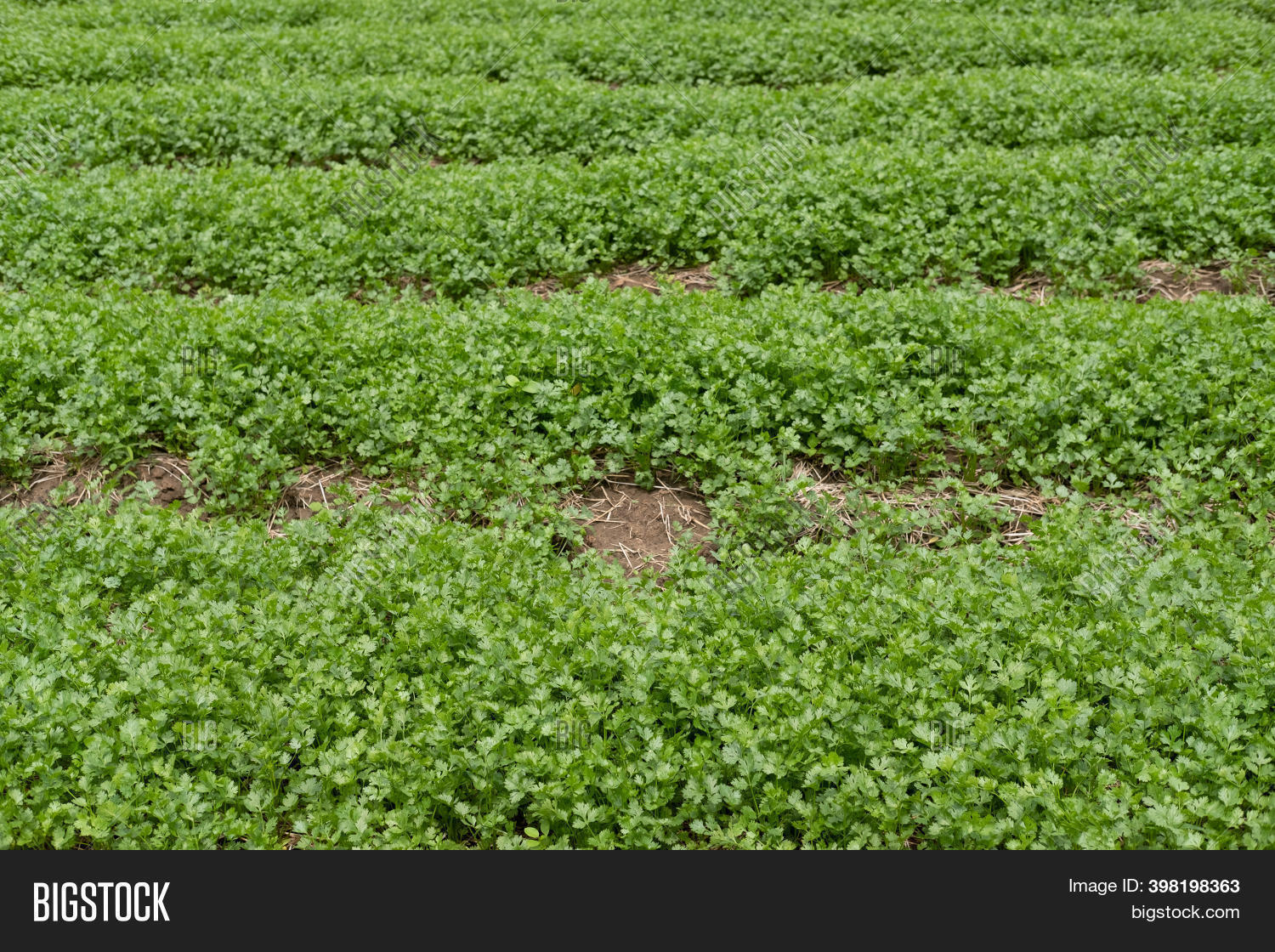 Traditional Coriander Image & Photo (Free Trial) Bigstock