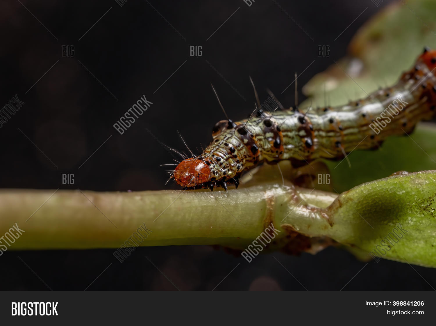 Caterpillar Eating Image & Photo (Free Trial) | Bigstock