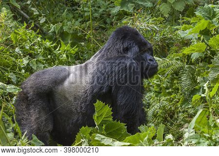 Relaxing Guhonda Silverback Gorilla Full Size Portrait
