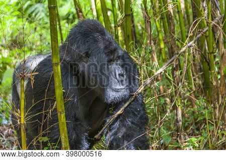 Relaxing Guhonda Silverback Gorilla Full Size Portrait