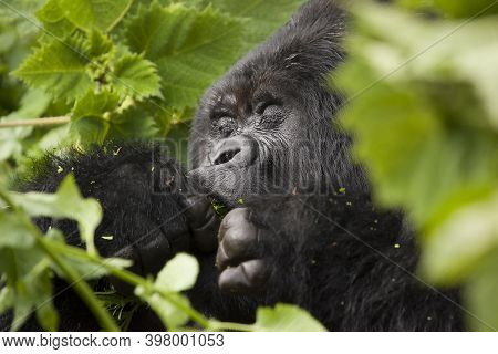 Relaxing Guhonda Silverback Gorilla Full Size Portrait