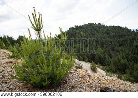 Scenic Picture Of Beautiful Nature In The Apuseni Mountains , Transylvania On Summertime