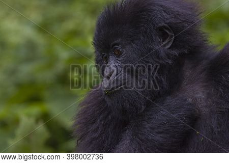 Junior Silverback Gorilla Portrait From Virunga Mountains