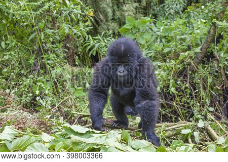 Junior Silverback Gorilla Portrait From Virunga Mountains