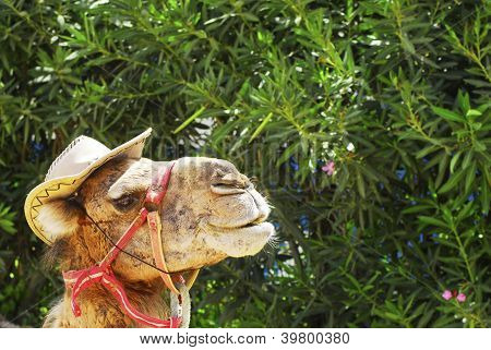 Camel