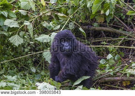 Junior Silverback Gorilla Portrait From Virunga Mountains