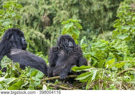Mama Gorilla And Junior Silverback In Their Nest