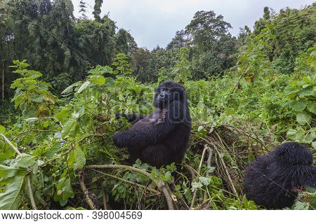 Pregnant Gorilla Lady In Rwanda National Park