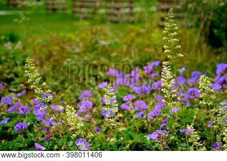 Shady Flowers Grow Best In Semi-shady Habitats In Lush, Moist And Nutritious Soils. It Is Suitable F