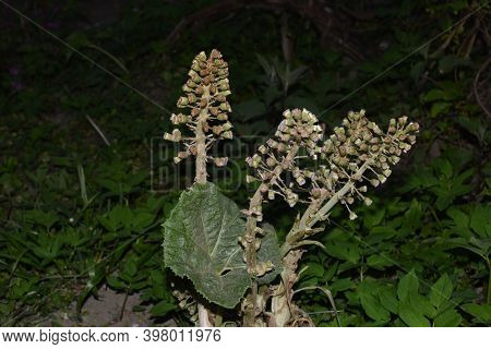 Petasites Hybridus, Common Butterbur, Photographed In Nature
