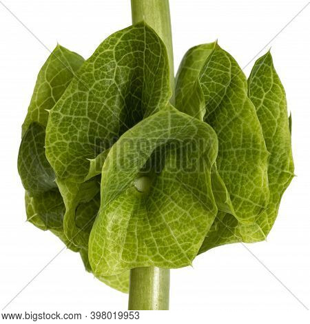 Detail Of Single Shell Flower Aka Moluccella Laevis Stem, Isolated On White Background.