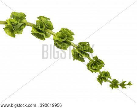 Single Shell Flower Aka Moluccella Laevis Stem, Isolated On White Background.