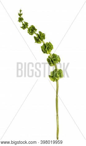 Single Shell Flower Aka Moluccella Laevis Stem, Isolated On White Background.