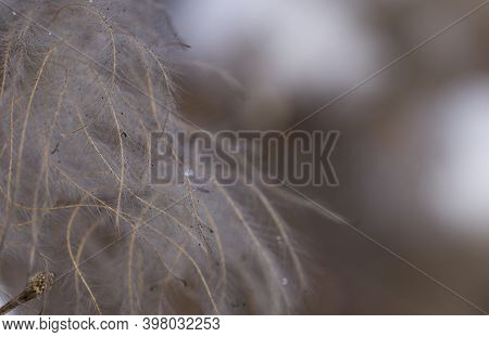A Fluffy, Withered Twig Of A Bush Covered With Soot Particles In The Foreground On A Cold Autumn Day