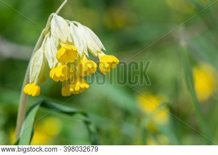 Cowslips (primula Veris)