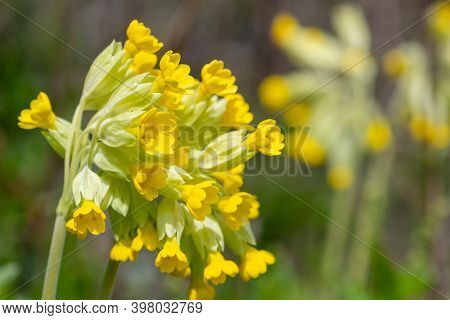 Cowslips (primula Veris)